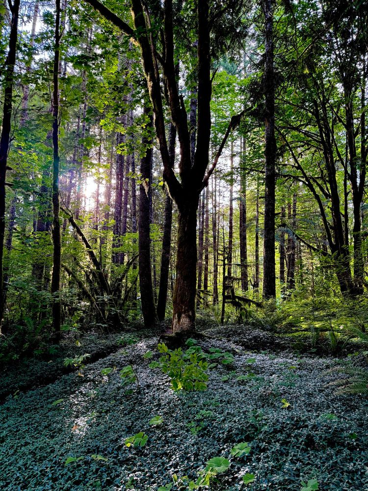 Sunlight filtering through a forest, blanketed with green ground covet
