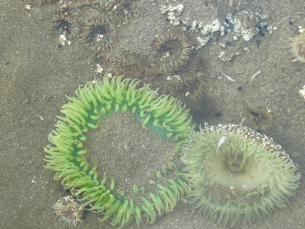 Green sea anomones