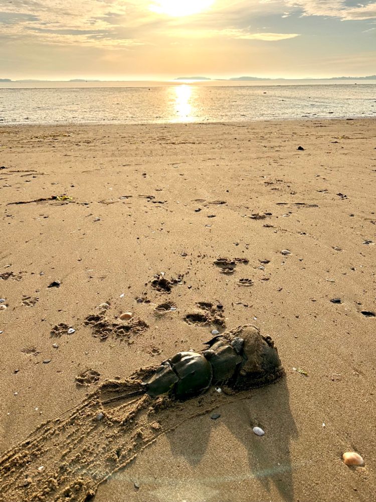 Two horseshoe crabs mating on the beach at sunrise. My photo last year's mating season