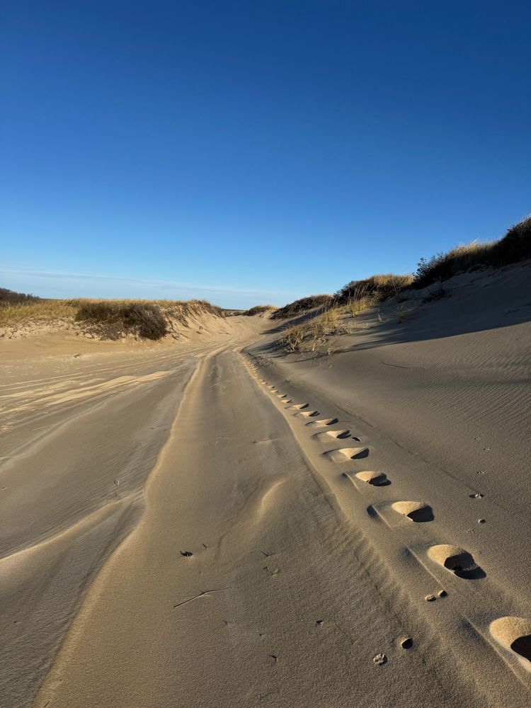 A line of footprints through the golden sand path through the dunes with a few shrubs & a clear deep blue sky. 