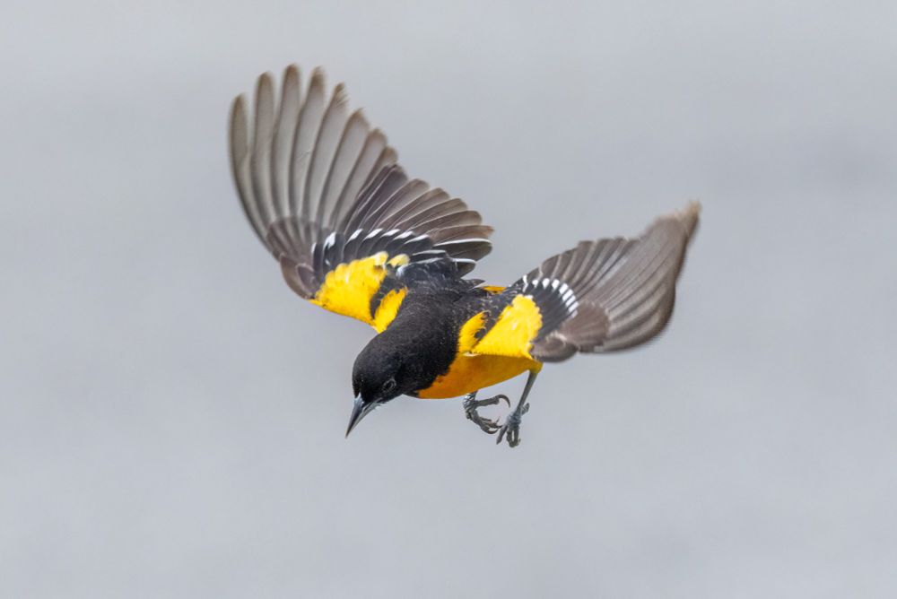 A Baltimore Oriole in flight as seen from above. The background is plain grey.