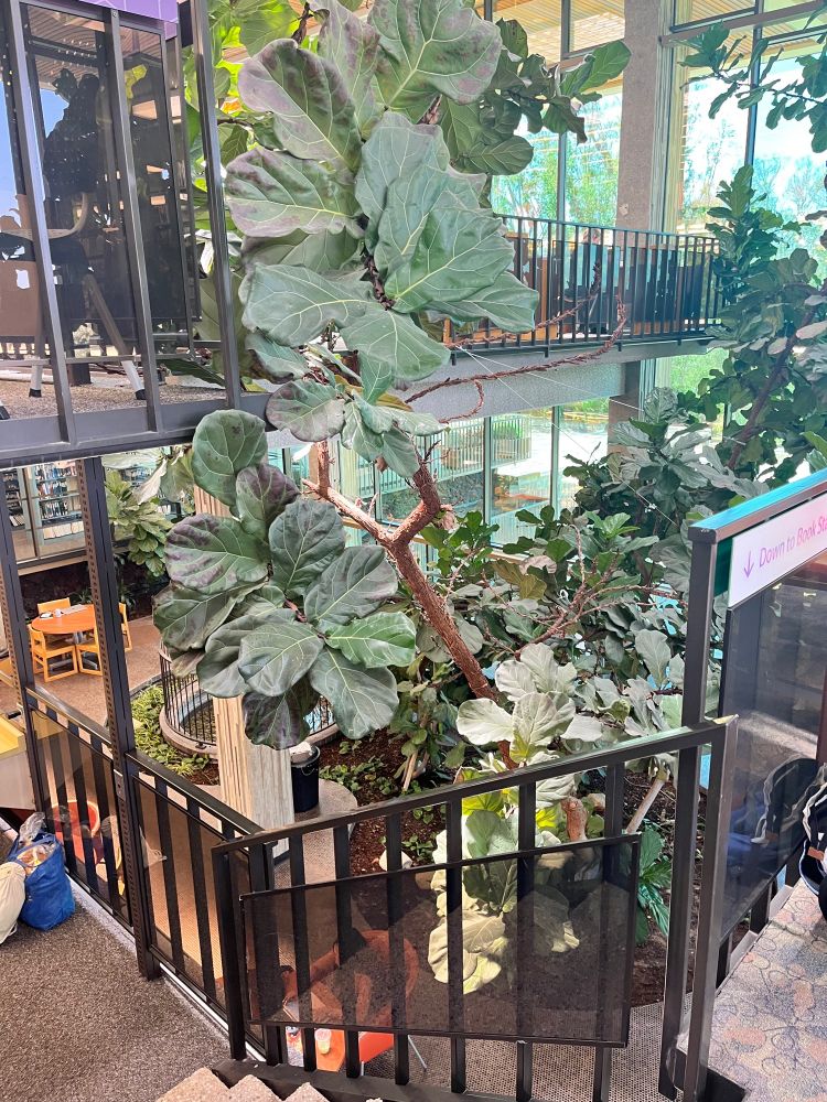 Windows, plants, stacks, fountains, study/work corners