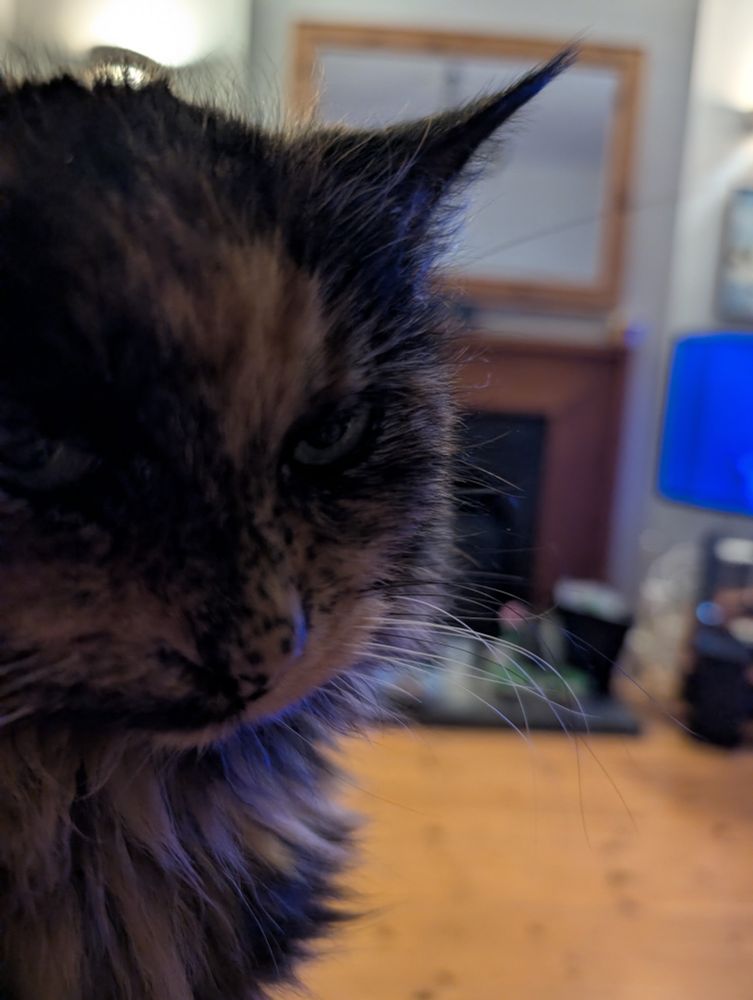 Extreme closeup of a tortoiseshell cat giving a withering look into the camera. 