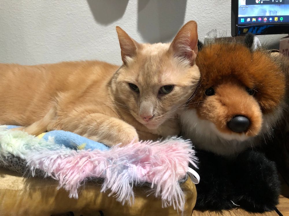 Orange cat lying on a yellow cushion with a pastel rainbow blanket and blue blanket with yellow stars. He is leaning against a res fox stuffed animal with his eyes open. 