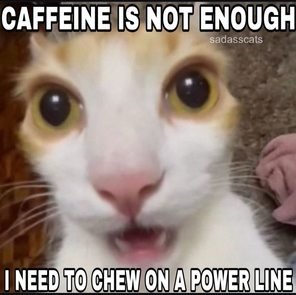 A close up cat, ears back, mouth a little open, eyes wide. Caption states: Caffeine is not enough. I need to chew on a power line.