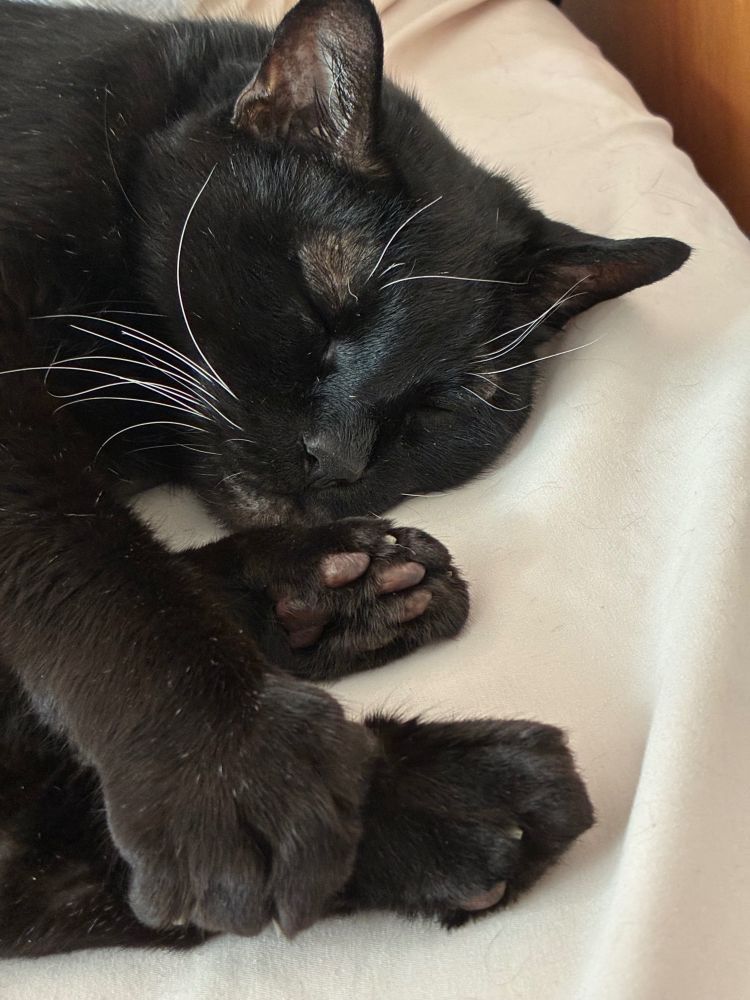 a sleeping black cat