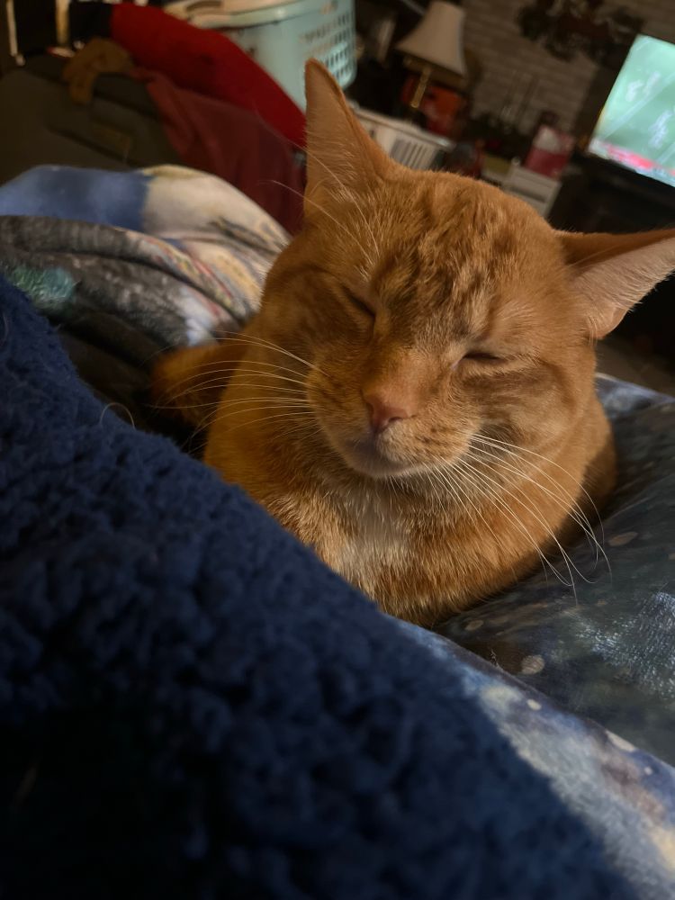 Percy the orange cat 