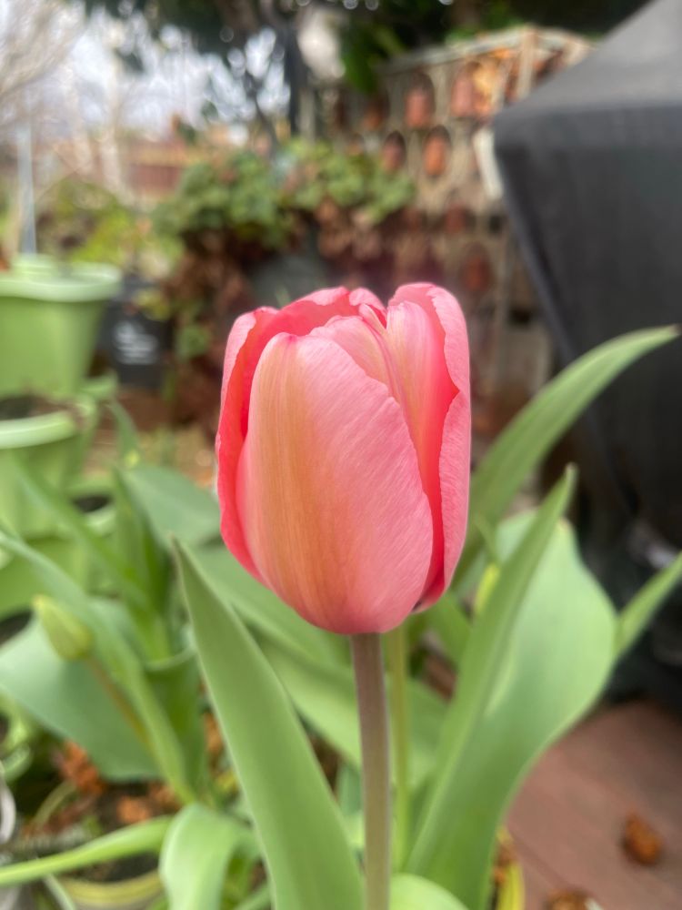 Pinky orange tulip Dordogne. 