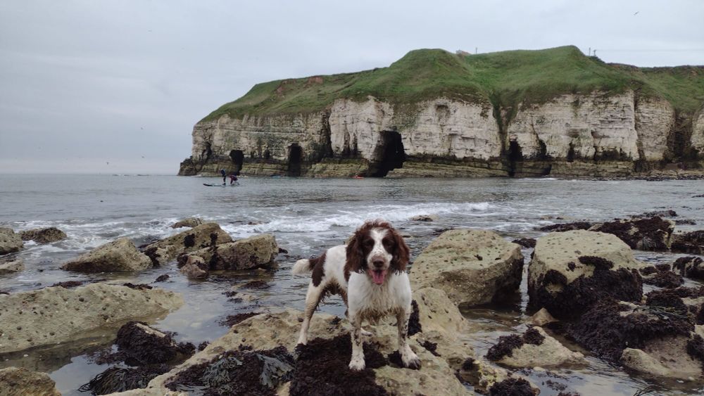 Picture of my Springer Spaniel enjoying a day at the coast.