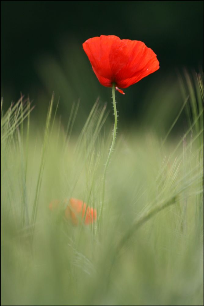 Un papavero rosso nel prato.