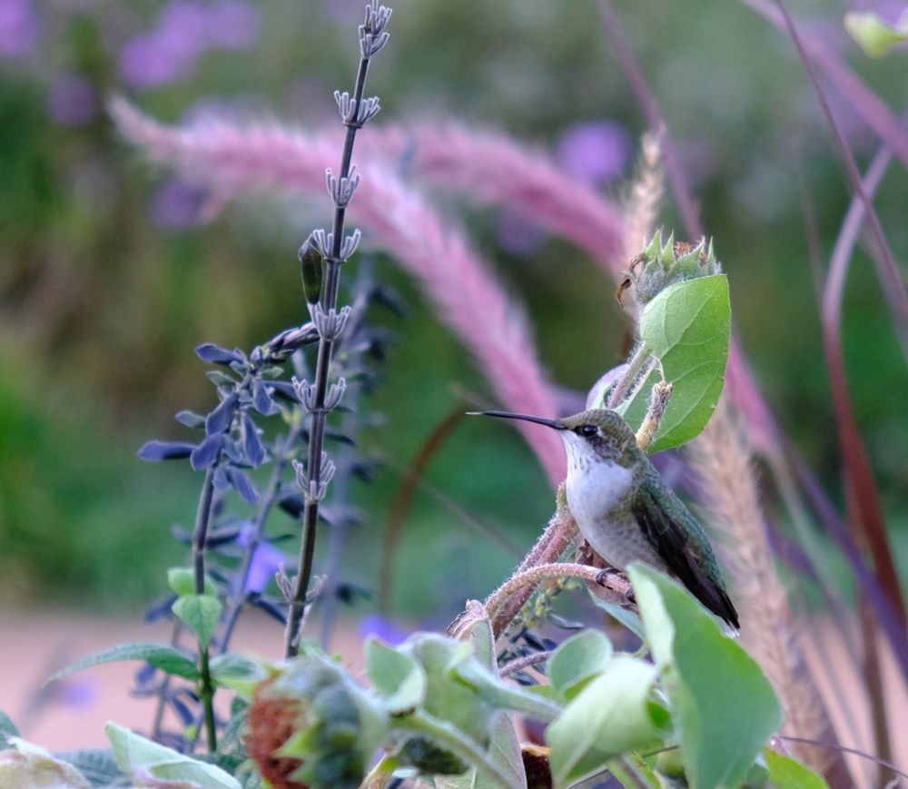 Hummingbird perched on a stem. There are some dying purple flowers I don't know the name of, the hummingbird is looking toward them.