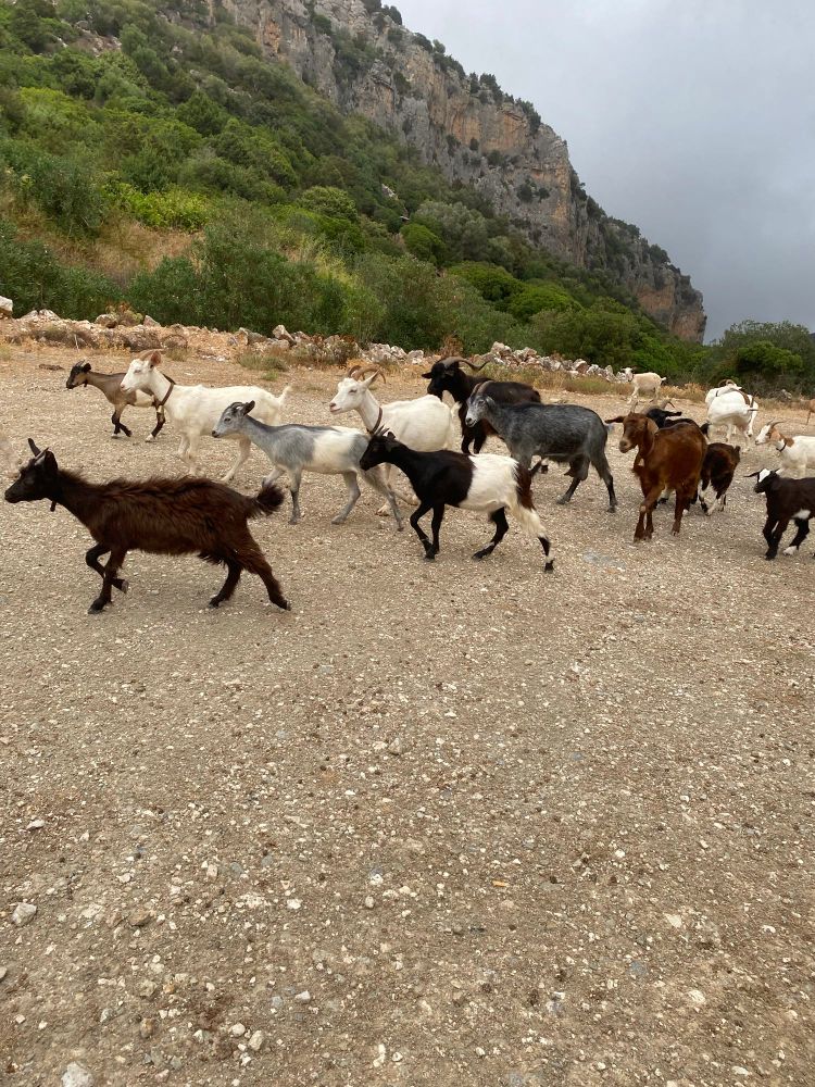 Ziegenherde auf Straße 
