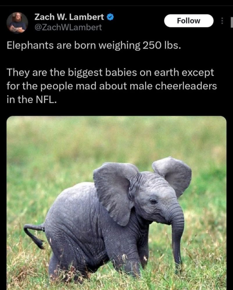 Elephants are born weighing 250 lbs. They are the biggest babies on earth except for the people mad about male cheerleaders in the NFL.