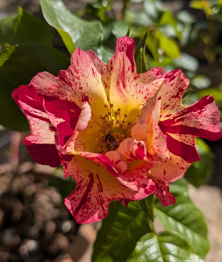 A multicoloured rose flower. The centre of the rose starts bright yellow and then fades to almost white towards the edge of the petals. There are deep pink flecks and lines on some of the petals, mostly towards the outer edges. 