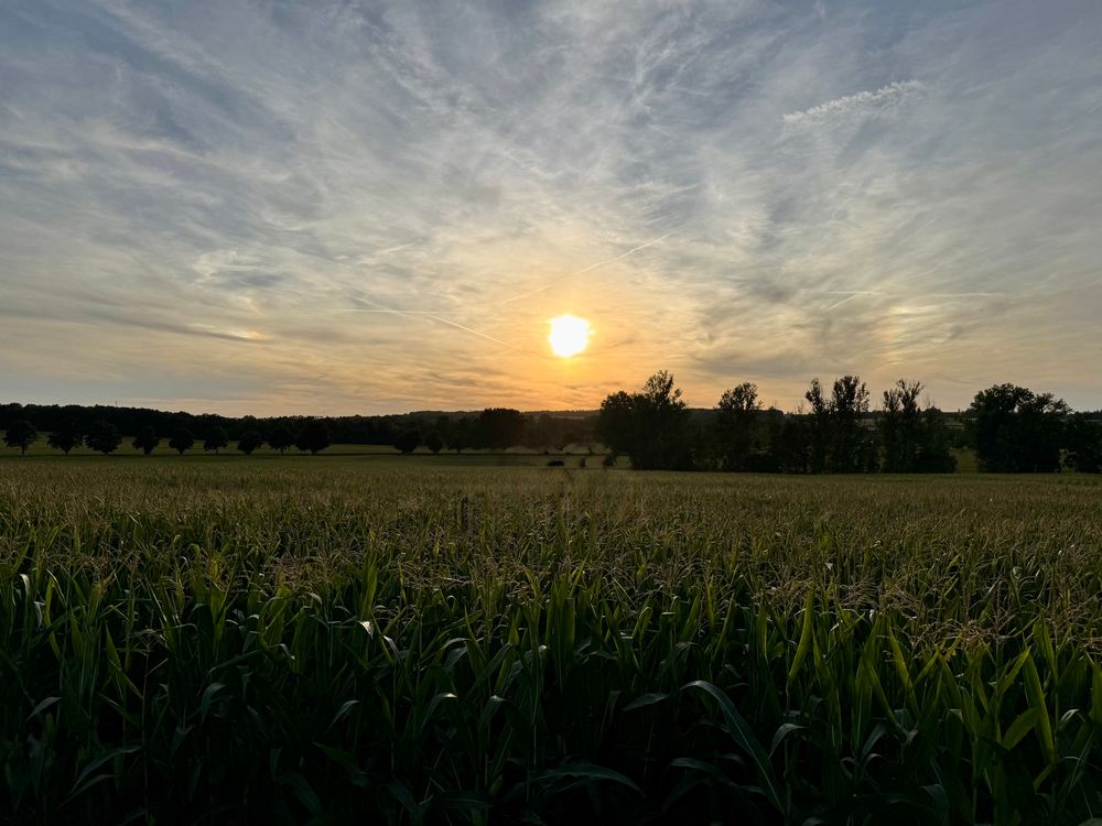 Sonnenuntergang über einem Maisfeld