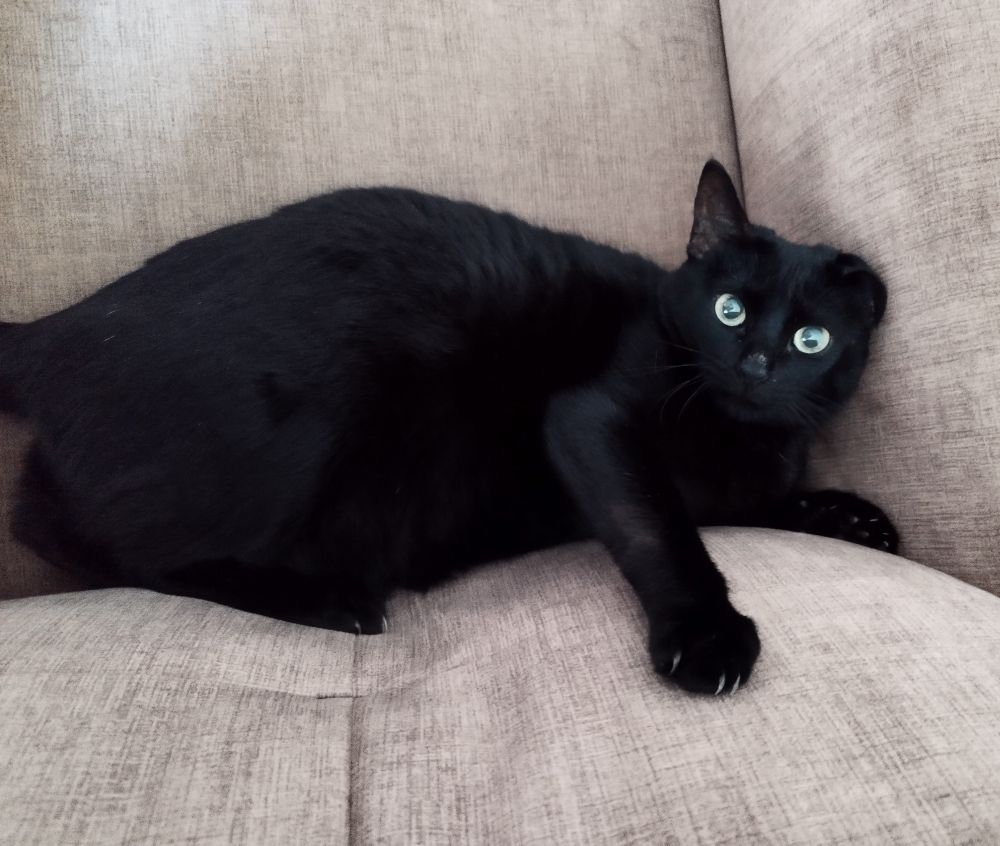 la misma gata con los ojos muy abiertos jugando en un sofá 