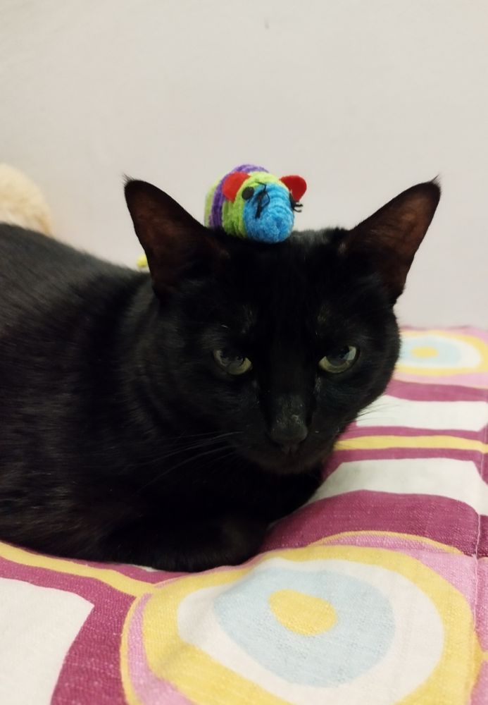 gata negra con un ratón de juguete en la cabeza 