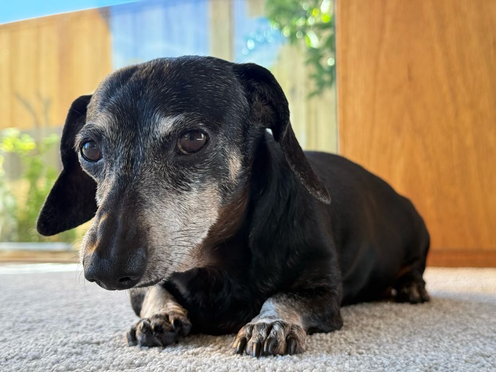 A black doxie looking at you 
