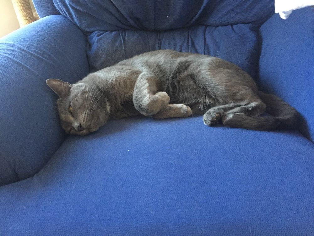 Our late cat PC sleeping in his favourite chair. 
