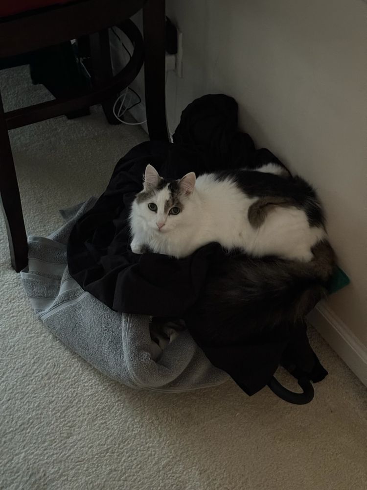 Simon, a white cat with brown marks on his face and back, sitting on a pile of towels.