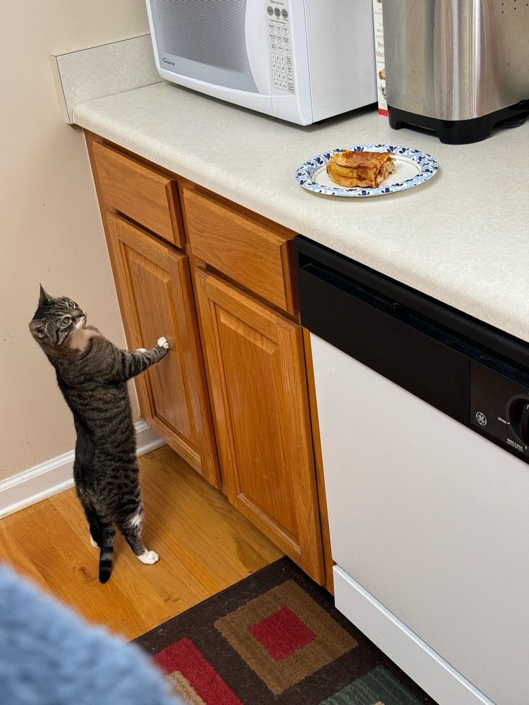 Sammi, a brown tabby cat, standing on her hind legs, her front paws on a cabinet. She is staring at a plate of lasagna on the counter above.