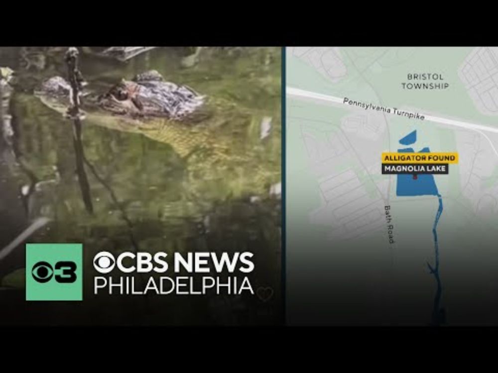 Small alligator found swimming in water in the area of Magnolia Lake in Bucks County