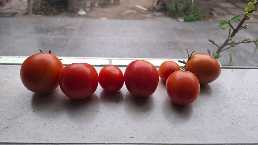 Tomates recién cosechados. 