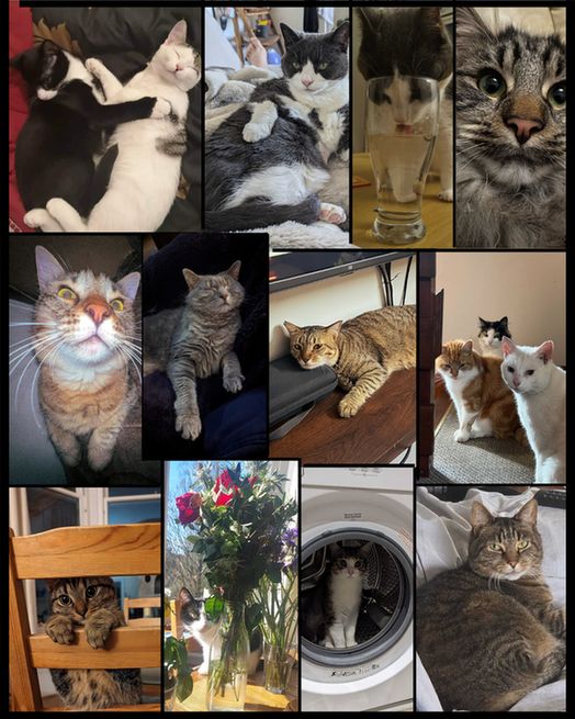 A big college of some of the GameMaker Cats! 