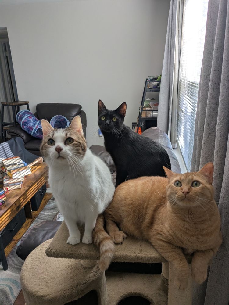 From left to right: a white and tabby cat standing with green eyes, in the background, a black cat staring expectantly, and on the right, an orange tabby with a classically orange expression.
