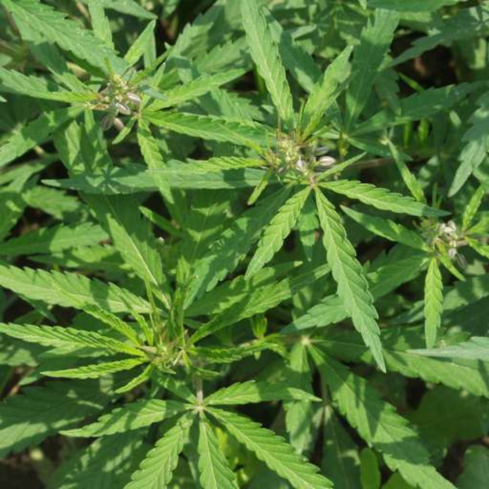 Hamp – kjent plante, neglisjert ressurs - Nibio