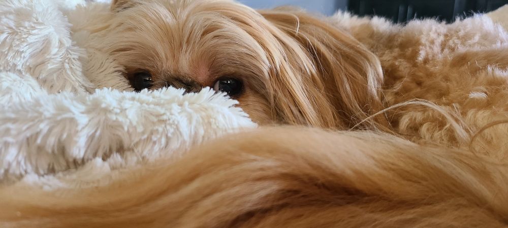 Tan Shih Tzu snuggled up in white blanket.
