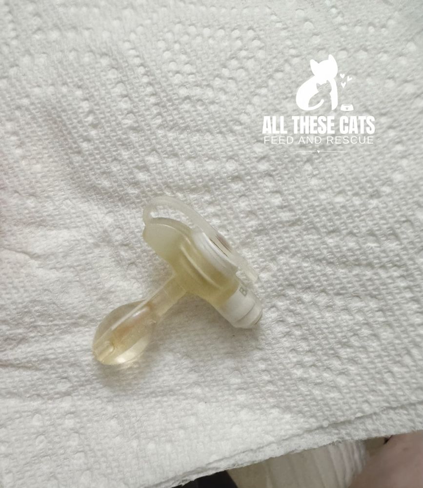 Feline cystostomy port that came out of Kenna’s abdomen.