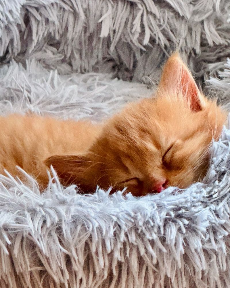 An orange kitten sleeps in a gray cat bed. allthesecats.org