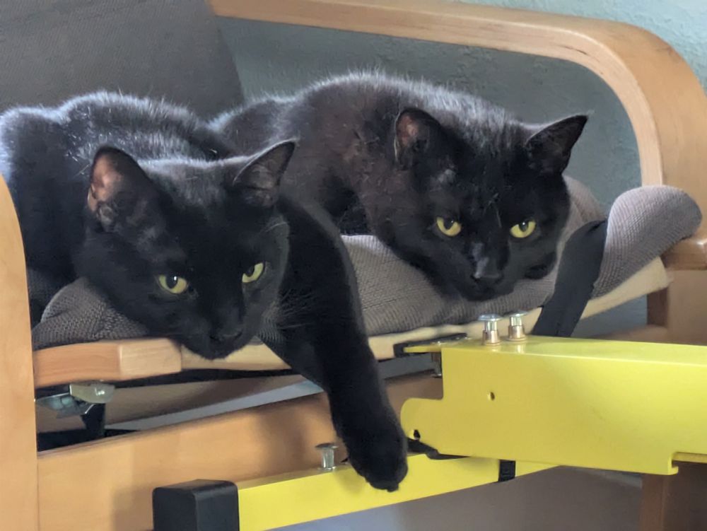 Two black cats, litter mates, laying with their chins hanging off the edge of a chair.  The one on the left has a paw hanging down too.