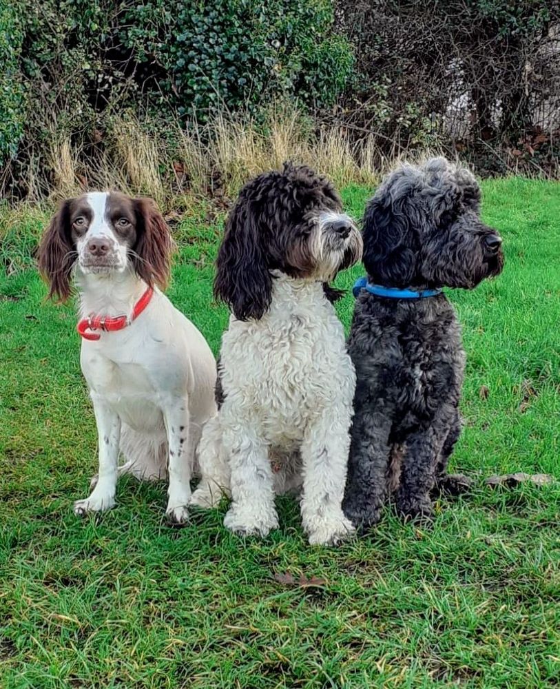 Three dogs in a row sat faxing camera on grass. Springer Spaniel left white cokerpoo with black head in middle and black cokerpoo rigjt