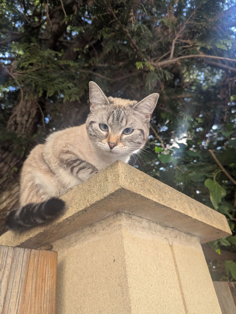 Bébé chat gris qui louche