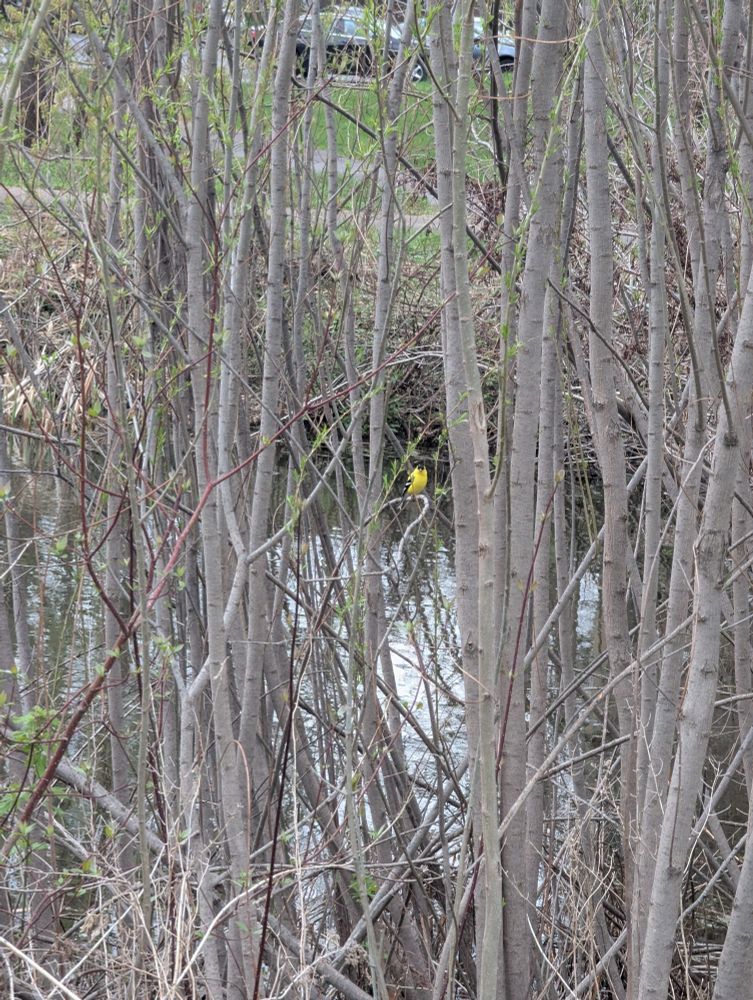 A small yellow bird sits in a budding tree by a pond.
