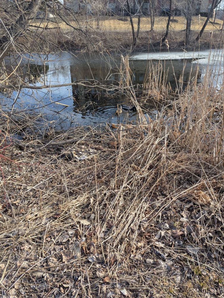 Two ducks in a pond surrounded by circular ripples.