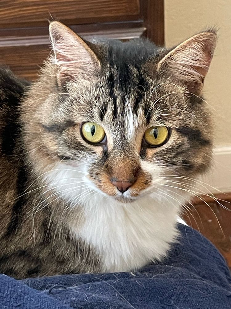 A handsome, bright-eyed brown and white tabby is loafed on a furry blue blanket. His pupils are skinny, and although he’s facing the camera, he doesn’t seem to be looking directly at you. He is full of promise of a week that isn’t terrible. 
