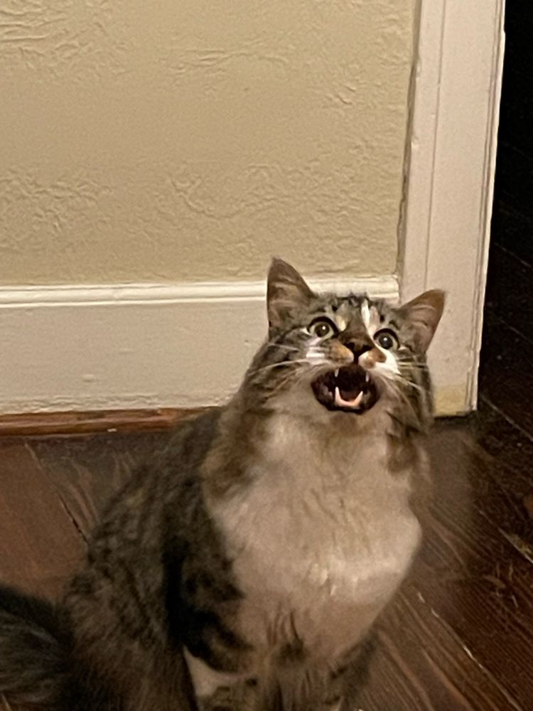 A handsome brown and white cat sings the song of his people. 