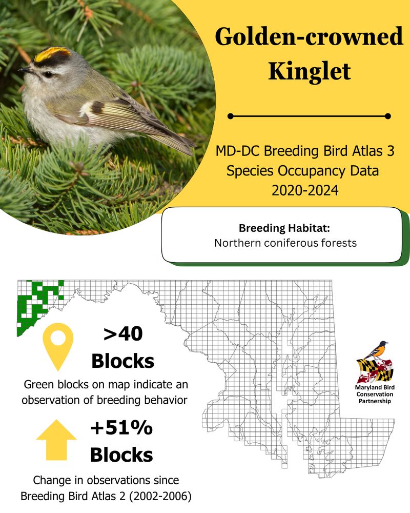 A graphic conveys a top portion with a photo of a Golden-crowned Kinglet (a small gray-olive bird with a red and yellow stripe across it's head going from almost between its eyes to the back), header title "Mystery Bird" and a rectangular bubble for habitat which is "Breeding Habitat: Northern Coniferous Forests." The bottom section is a gridded map of Maryland with some green blocks shaded in portions of Western Maryland. On the side is the MBCP logo and beneath is an icon for >40 blocks and an up arrow for +51% blocks indicating the two key metrics for the map and the species. 
