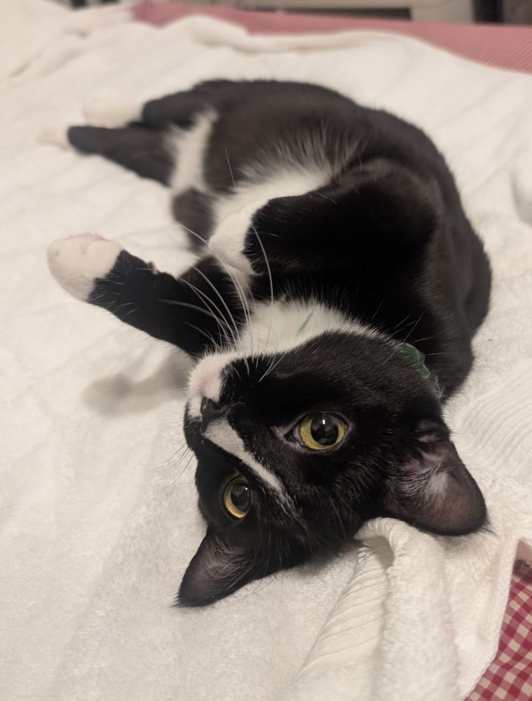 A black and white tuxedo cat with golden eyes is stretched out on a towel staring inquisitively into the camera, looking very relaxed 