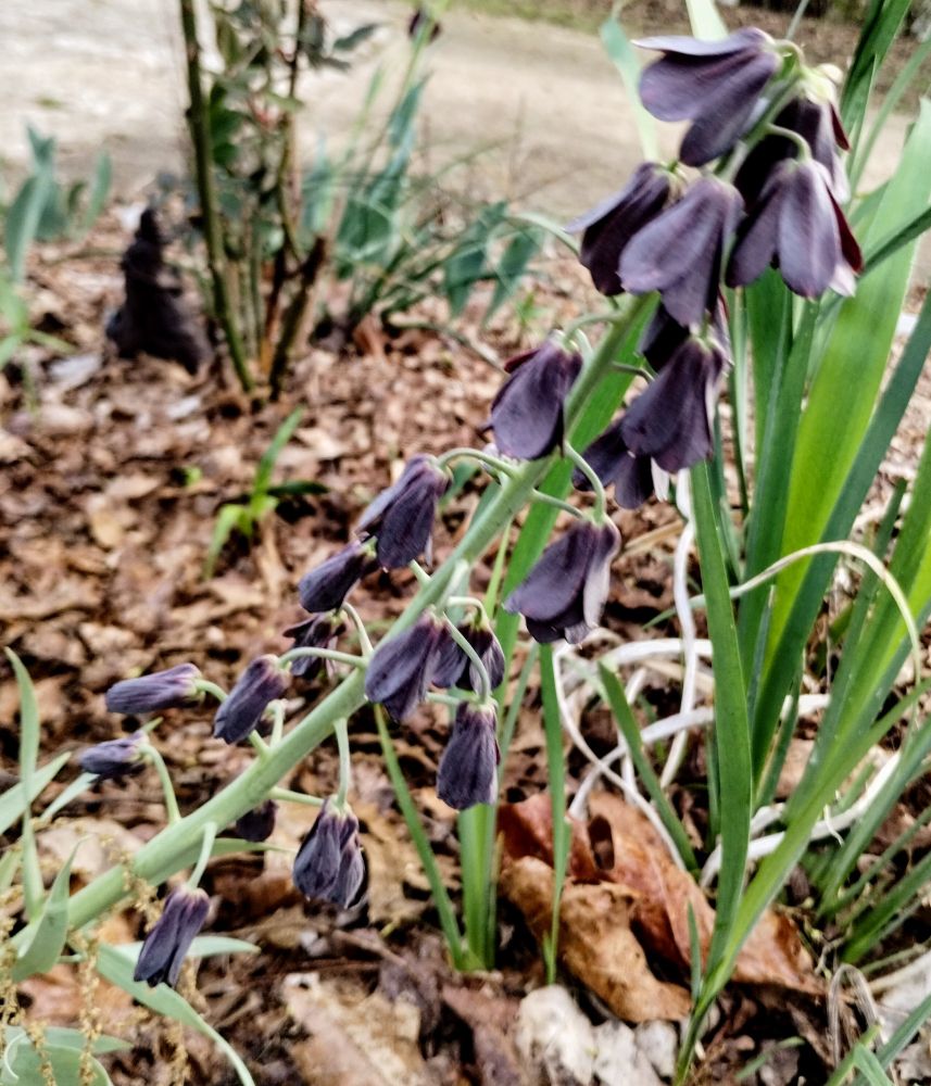 Leaning green stalk with bell-like purple/black flowers hanging off of it at many intervals. 
