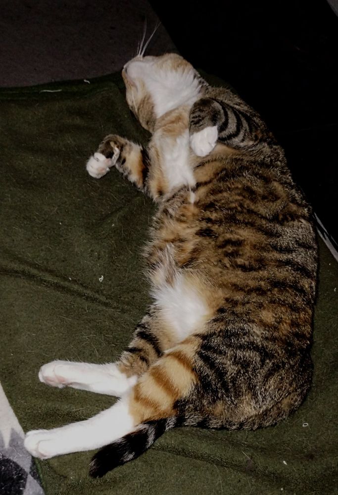 Somewhat fat, Stripey, calico tabby cat laying on her side, living her best life. 