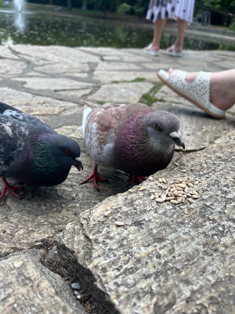 a closeup of 2 pigeons with sunflowerseeds in their mouths, theres more seeds on the floor