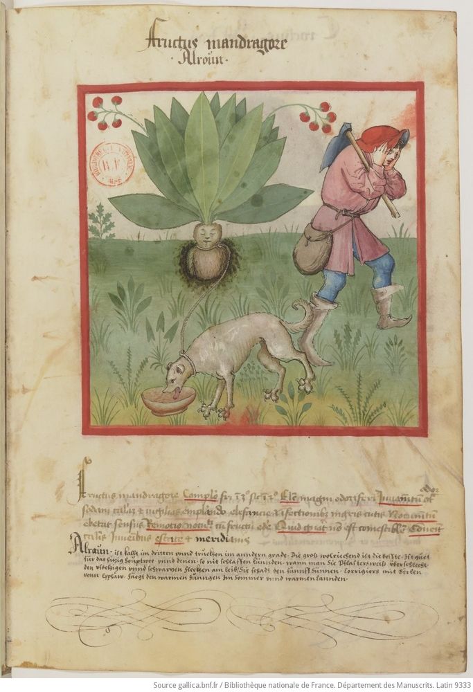 Page from medieval healthy living guide. Illustration of a man, a dog, and a mandrake plant/person.