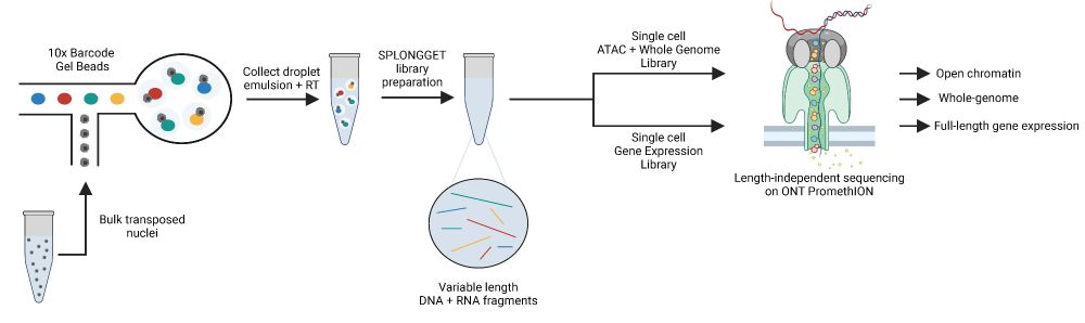 the data generation protocol visualisation