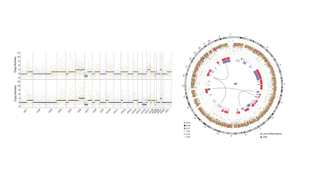 Copy number profiles for individual cells and circors plot with different variants inlcuding SNP and SVs