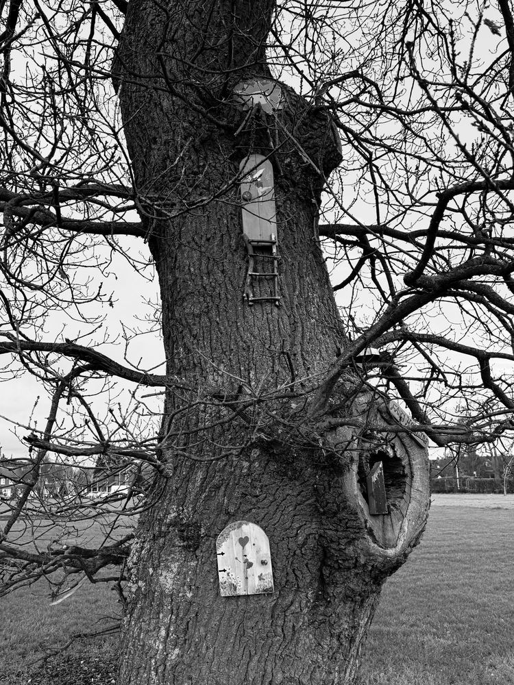 A black and photograph of the trunk of a leafless tree in winter. Several handmade fairy doors have been nailed to the trunk at different heights.