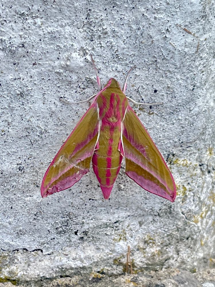 Pink and olive moth 